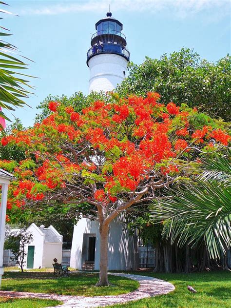 We did not find results for: 26 best images about Royal Poinciana Trees on Pinterest ...