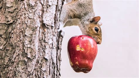Squirrel Desperately Tries To Drag Apple Up A Tree Youtube