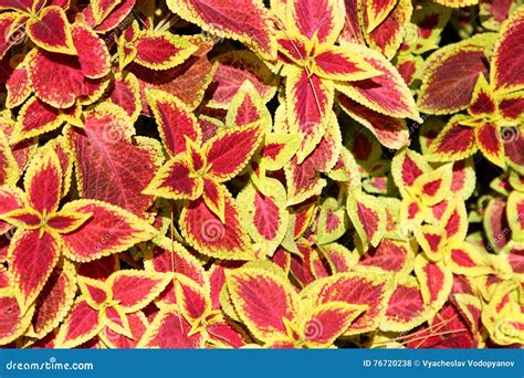 Beautiful And Bright Flowers Of The Coleus Stock Photo Image Of