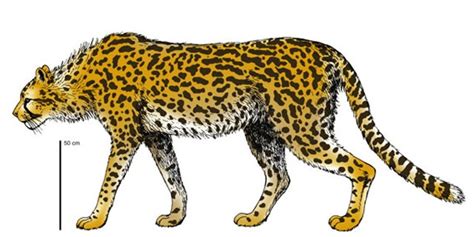 Largest Cheetah Lived And Killed Among Ancient Humans Fox News