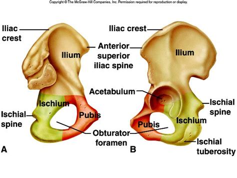 Anatomy Of The Ilium Anatomy
