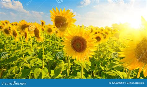 Sunny Sunflowers In Summer Countryside Stock Photo Image Of Farm