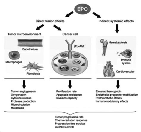 Diagram Depicting The Effects Of Exogenous Erythropoietin Epo On Download Scientific Diagram