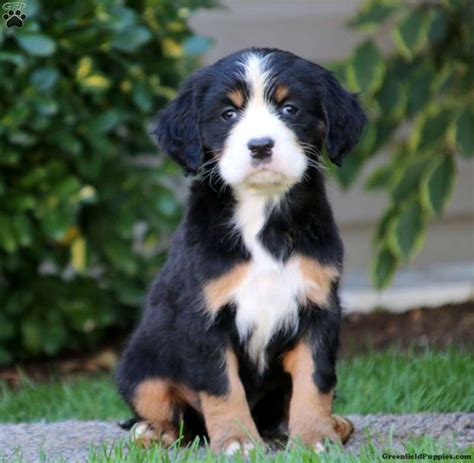 Sophie Bernese Mountain Dog Mix Puppy For Sale In