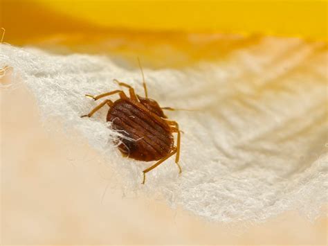 Scabies Vs Bed Bugs Identification And Treatment