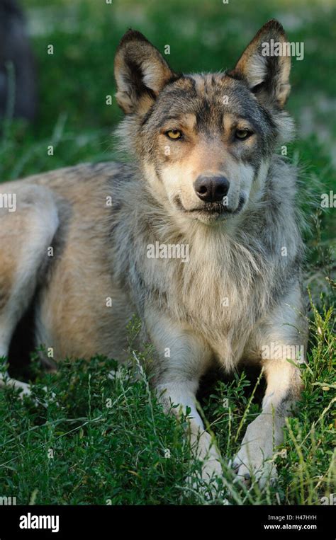 Eastern Timber Wolf Canis Lupus Lycaon Meadow Frontal Lying