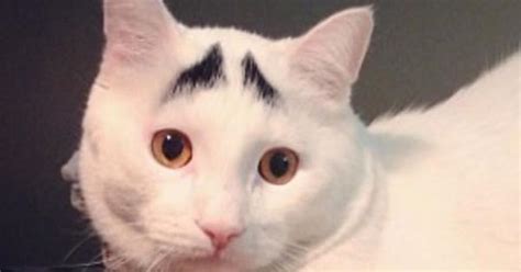 Cats With Eyebrows Album On Imgur