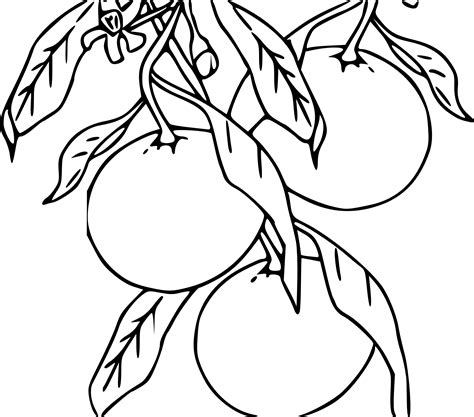 Effectuez des recherches dans l'index de livres complets le plus fourni au monde. Coloriage mandarine et dessin à imprimer