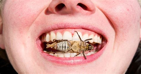 Will We Start Eating Bugs Are Insects More Sustainable Than Meat