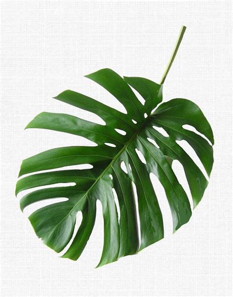 Full details of free printable palm leaf template for digital design and education. Tropical Leaf Print, Monstera Print, Printable Art, Palm ...