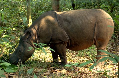 Sumatran Rhino Indonesia In Royle Safaris
