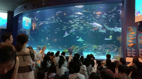 Alive Aquarium Daegu South Korea Youtube