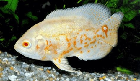 Pembayaran mudah, pengiriman cepat & bisa cicil 0%. Ikan Oscar - Daftar Jenis dan Harga Ikan Oscar Lengkap ...