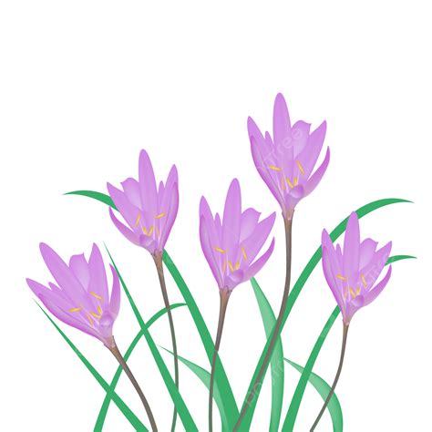 Crocus Flower Purple Design Png Vector Psd And Clipart With