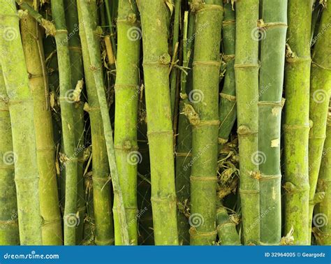 Bamboo Tree Texture Background Royalty Free Stock Photo Image 32964005