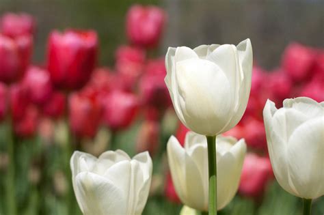10 Best Spring Flowers To Grow In The Us The Florist Guide