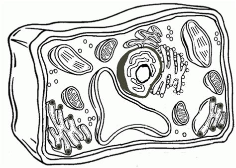 Plant And Animal Cell Coloring Pages Coloring Home
