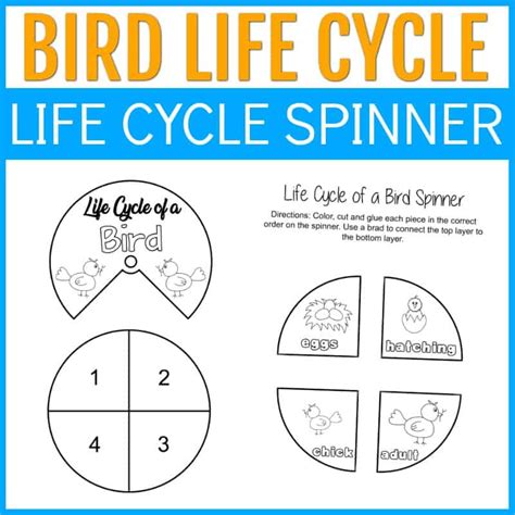 Printable Life Cycle Of A Bird Worksheets For Preschool