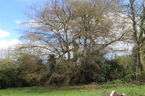 Ancient Beech Tree Twyn Wenallt © M J Roscoe Cc By Sa20 Geograph