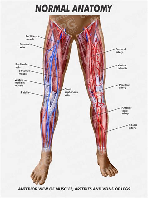 Leg Muscles Diagram Anterior Muscles Of The Anterior Thigh Quadriceps