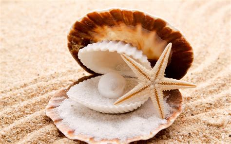 The animal builds the shell around it's soft body as protection. seashells, Starfish, Pearl, Sand, Beaches, Shell, Clam ...