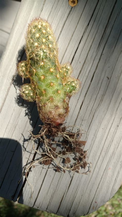 New cactus, is this root Rot? Or just how the base is? Got ...