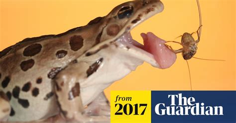 Special Spit Is The Secret Of Uniquely Sticky Frog Tongues Study