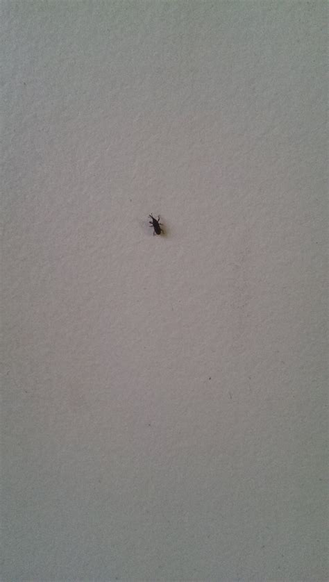 Aus What Is This Bug Theyre Everywhere In My Apartment Theyre