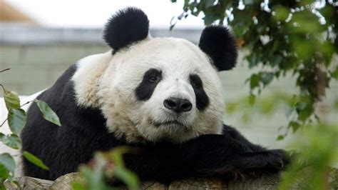 How Studying Poo Is Helping To Save Pandas Cbbc Newsround