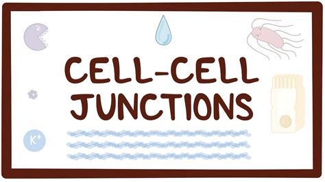 Cell Cell Junctions Video Anatomy Definition Osmosis