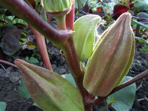 Seminte Bame D 128 Hill Country Heirloom Red Okra