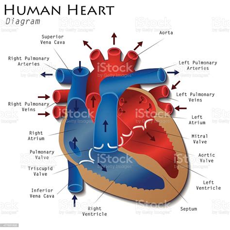 Anatomia Del Corazon Anatomia Del Corazon Anatomia Cardiaca Anatomia