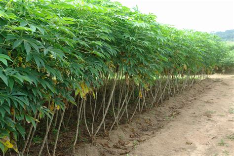 The central bank cannot control or regulate blockchain. How to start cassava farming business in Nigeria ...