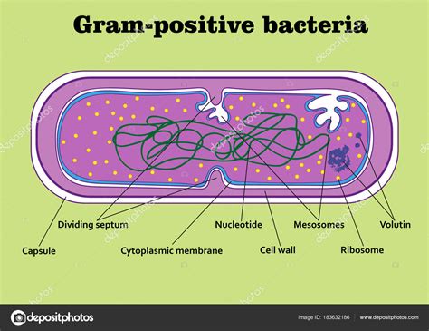 Estrutura Da Parede Celular De Bacterias Gram Positivas E Negativas