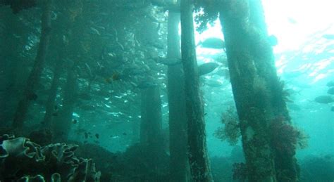 Best Diving Sites In Raja Ampat Indonesia Scuba Dive Reviews By Divezone