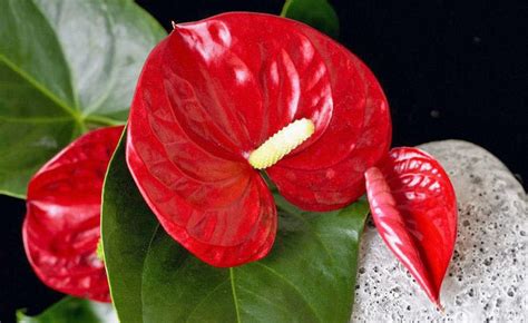 Jasmin fühlt sich an einem sonnigen, aber kühlen ort wohl. Tropische Pflanzen kultivieren: 5 Tipps für nachhaltigen ...