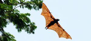 In fact, the body of a bat is smaller than the average human baby, but the wings are massive. Giant Golden-Crowned Flying Fox Bat Facts, Habitat, Diet ...
