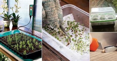 16 Expert Tricks To Germinate Seeds Faster Balcony Garden Web