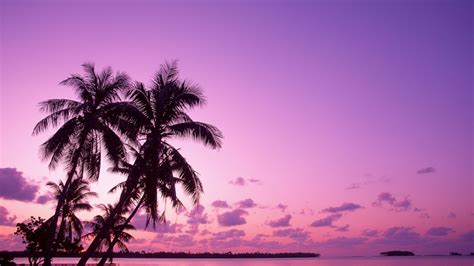Pink Tropical Beach Wallpapers Top Free Pink Tropical Beach