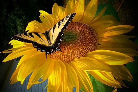 Butterfly on Sunflower | Sunflower photography, Sunflower wallpaper, Sunflower