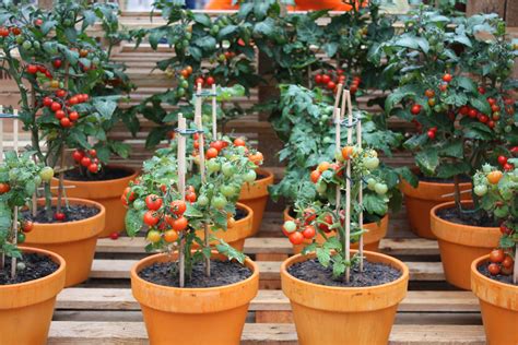 12 Best Plants For Container Gardens Tomato Container Gardening