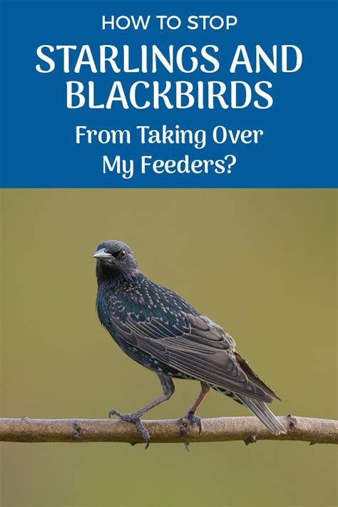 Getting Rid Of Blackbird Tips On Getting Rid Of Starlings And Blackbirds Black Bird Backyard