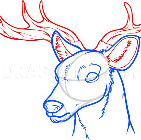 How To Draw A Deer Head Step By Step Drawing Guide By Dawn Dragoart