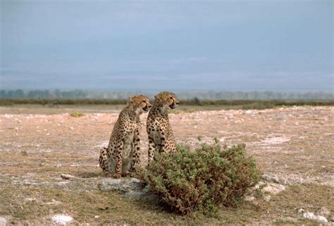 Free Picture Two Cheetahs African Animals Acinonyx Jubatus