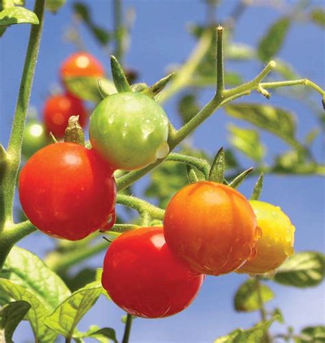 Gardeners Delight Cherry Tomato Seeds West Coast Seeds