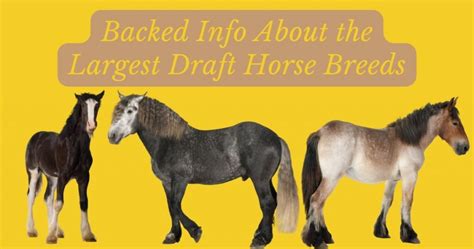 Backed Info About The Largest Draft Horse Breeds The Horses Guide