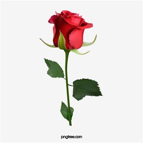 Cartoon Hand Drawn Red Rose Illustration Red Flower Exquisite Png