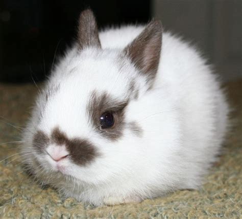 12 Polish Bunnies For Sale Bangor Me Rabbits For Sale Rabbit