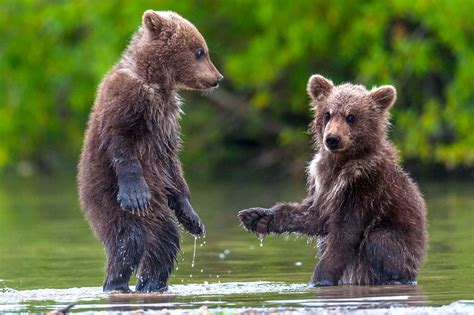 Adorable Bear Cubs Shaking Hands Irish Mirror Online