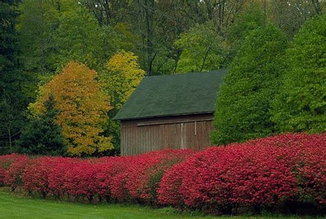 Red Flowers Line The Side Of A Hedge Next To A Wooden Shed With A Black